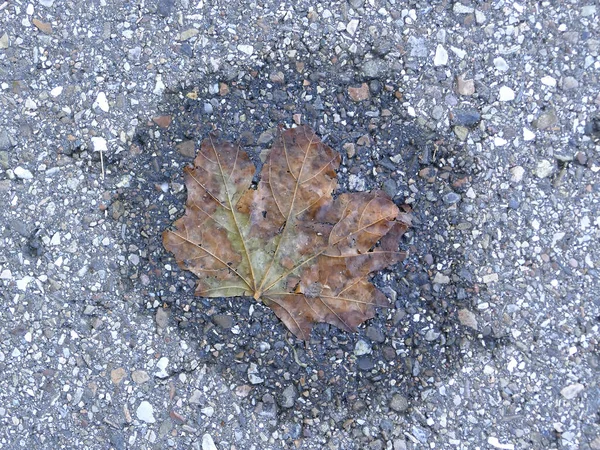 Autumnal Colored Leaf Street Small Water Pool — Stock Photo, Image