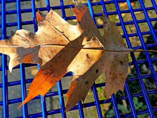 Sonbahar Renkli Akçaağaç Yaprağı Mavi Bir Koltuk Izgarası Üzerinde — Stok fotoğraf