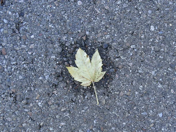 Herbstfarbenes Blatt Auf Einer Straße Einem Kleinen Wasserbecken — Stockfoto