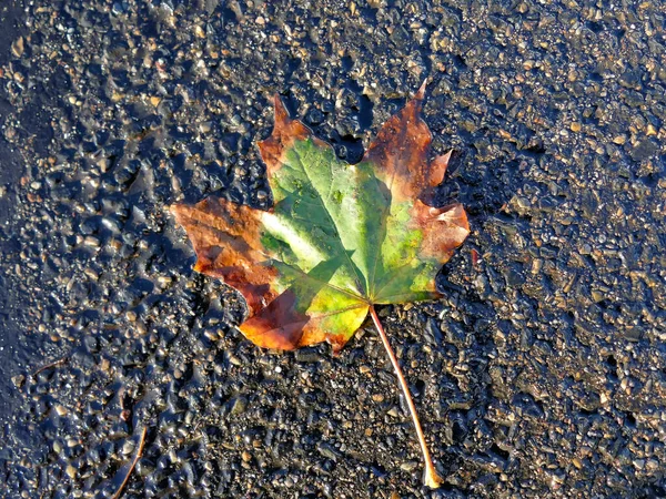 Herbstfarbenes Ahornblatt Auf Blauem Straßenboden — Stockfoto