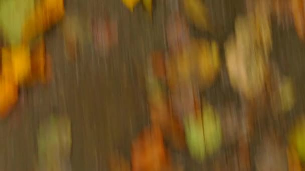 Procházka Lesní Cestě Podzimními Malovanými Listy — Stock video