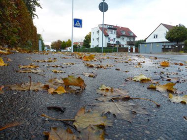 Bir şehrin ıslak kaldırımında sonbahar yaprakları