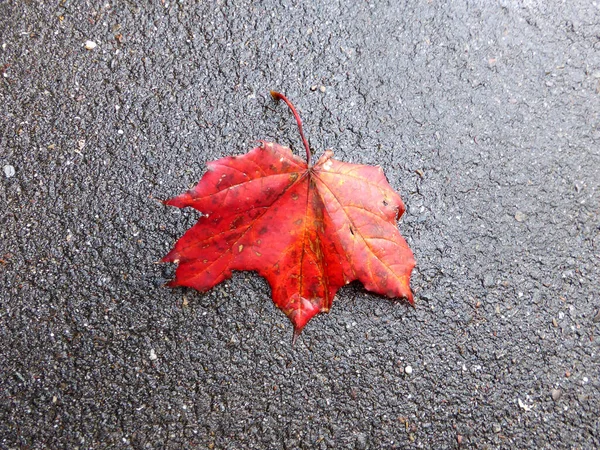 Bir Sokak Zemininde Sonbahar Renginde Kırmızı Akçaağaç Yaprağı — Stok fotoğraf