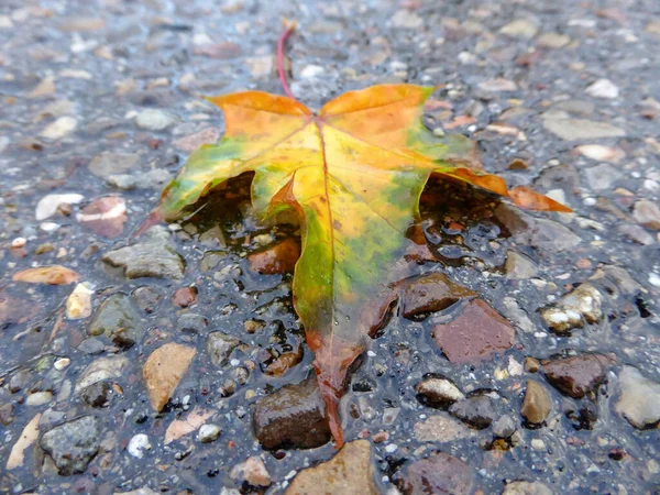 Herbstlich Gefärbtes Ahornblatt Auf Nasser Straße — Stockfoto