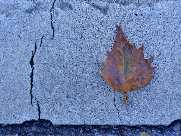 Herbstfarbenes Ahornblatt Auf Blauem Straßenboden — Stockfoto