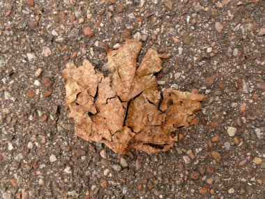 Bir caddede sonbahar akçaağaç yaprağı