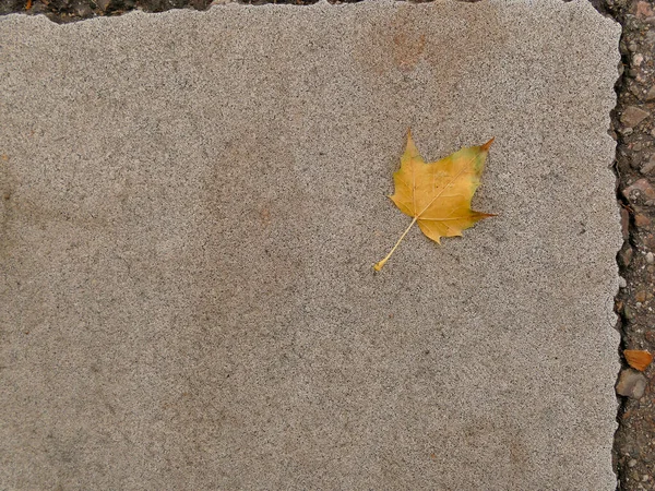 Herbstfarbenes Ahornblatt Auf Einer Straße — Stockfoto