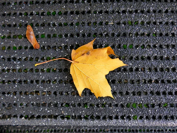 Herbstlich Gefärbtes Ahornblatt Mit Samen Auf Schwarzem Schuhschaber — Stockfoto