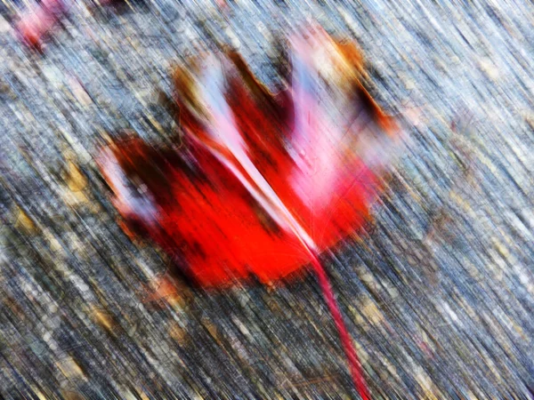 速度線のある通りに紅葉した紅葉 — ストック写真