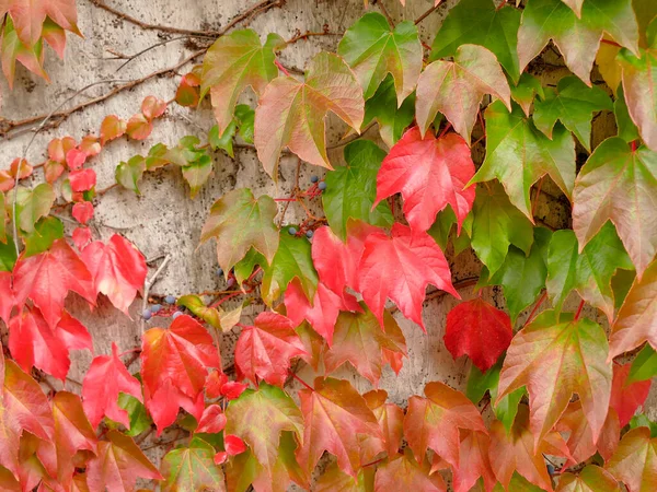 Wilde Weinblätter Einer Betonwand Herbstlichen Farben — Stockfoto