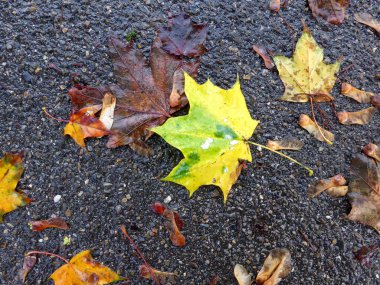 Islak bir sokakta tohumlu sonbahar akçaağaç yaprakları 