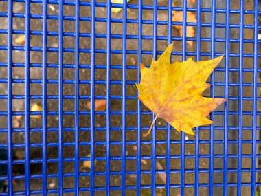 Sonbahar renkli akçaağaç yaprağı mavi bir koltuk ızgarası üzerinde