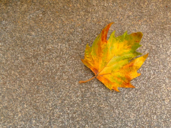 Осенний Кленовый Лист Полу Улице — стоковое фото