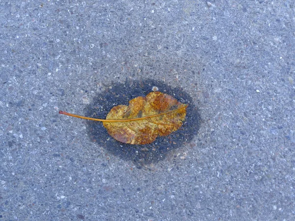 Осенний Цветной Лист Улице Небольшом Бассейне — стоковое фото