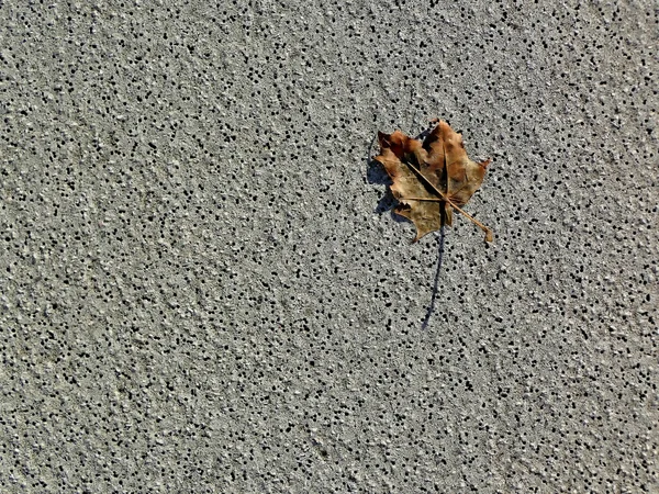 Herbstfarbenes Ahornblatt Auf Einem Straßenboden — Stockfoto