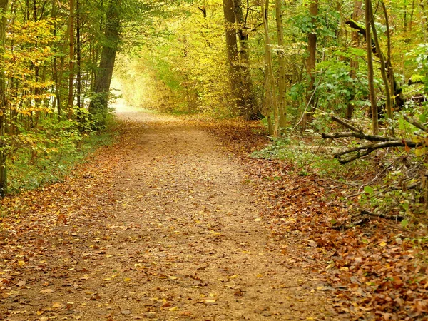 Hojas Color Otoñal Camino Través Bosque — Foto de Stock