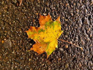 Islak bir sokakta sonbahar akçaağaç yaprağı