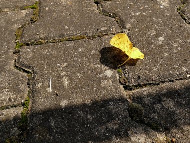 Bir caddede sonbahar renkli yaprak 