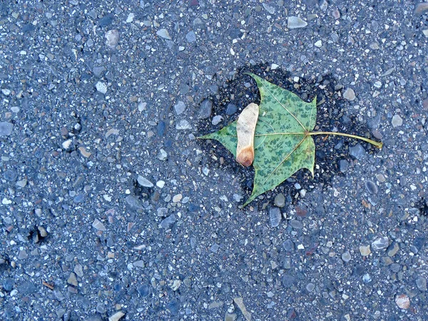 Hoja Color Otoñal Una Calle Una Pequeña Piscina Agua —  Fotos de Stock