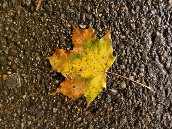 Herbstlich Gefärbtes Ahornblatt Auf Nasser Straße — Stockfoto