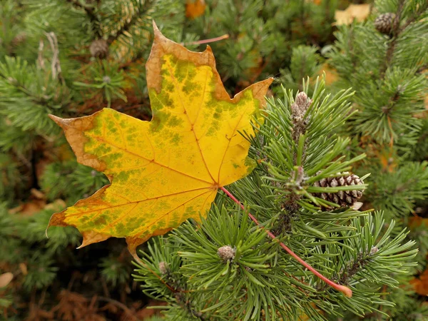 Autumnal Colored Maple Leaf Bush — Stock Photo, Image