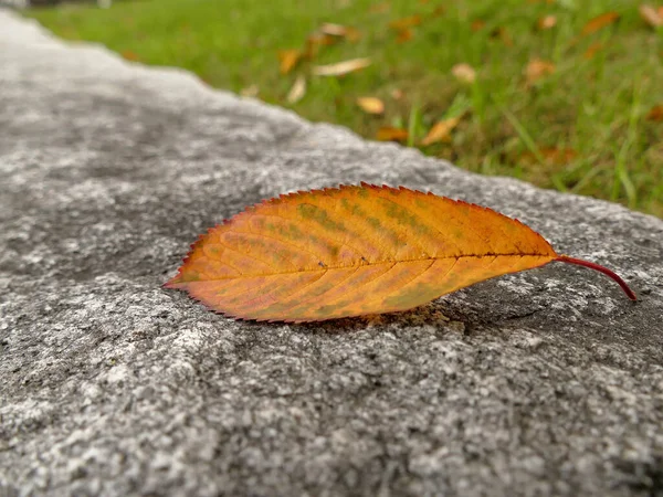 Осенний Цветной Лист Стене — стоковое фото