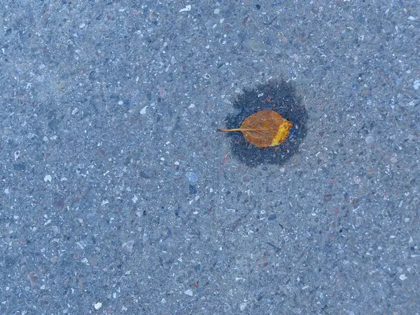 Herbstfarbenes Blatt Auf Einer Straße Einem Kleinen Wasserbecken — Stockfoto