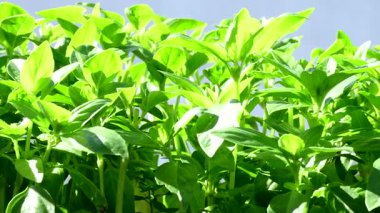 Fesleğen, taze yeşil yapraklı otlar ve kamera görüntüsü.