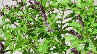 Afrika mavi fesleğeni, baharat ve çiçekli şifalı bitki.