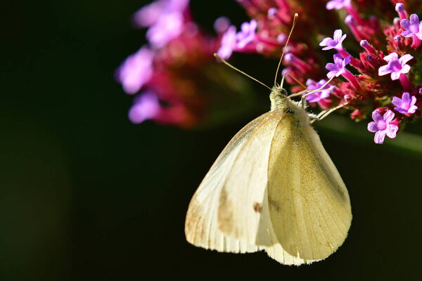 cabbage butterfly on flower of a thistle