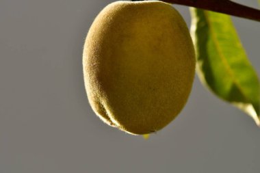 Almanya 'da yaz sonlarında yumuşak sabah güneşinde meyveli şeftali ağacı