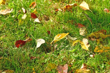 autumnal colored leaves in a green meadow 