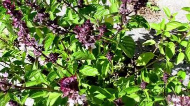 Bir sürü çiçekli Afrika mavi fesleğeni, hareketli kamera.