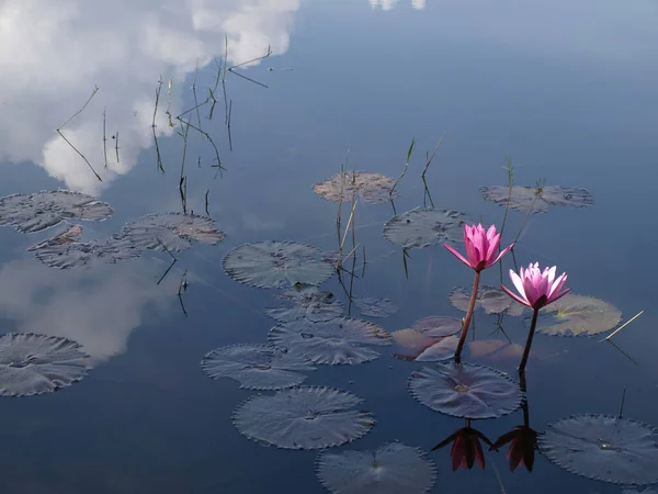 Рожева Красива Водяна Лілія — стокове фото