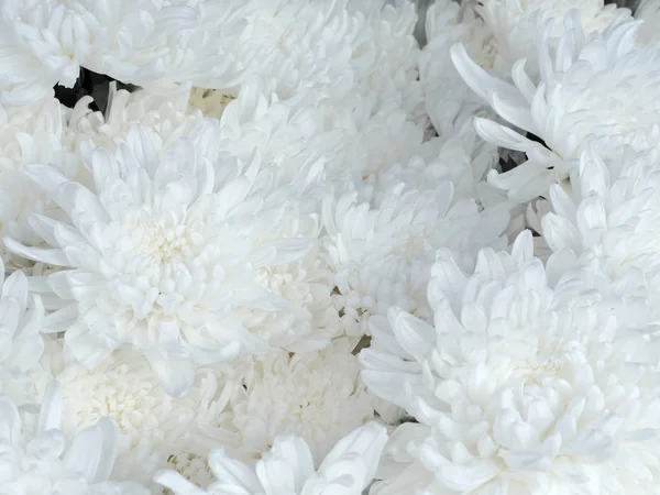 Belle Fleur Chrysanthème Blanc Fond Blanc — Photo