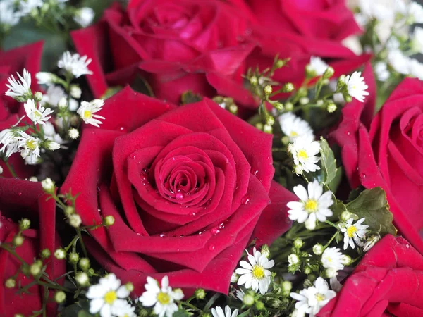 迷人的红玫瑰和洋甘菊 — 图库照片