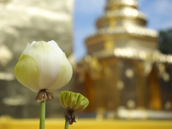 Blommor Templet Vid Wat Phra Singh Woramahawihan Chiang Mai — Stockfoto