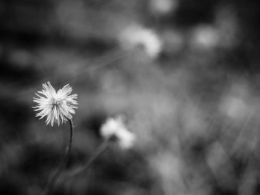 Güzel yol kenarı çiçekleri. Değersiz konsept. Güzel çimen çiçekleri. Yaz akşamı. Siyah ve beyaz