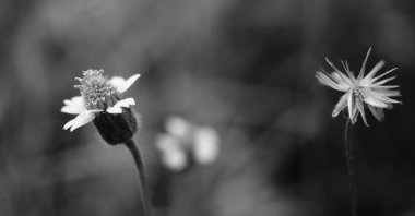 Güzel yol kenarı çiçekleri. Değersiz konsept. Güzel çimen çiçekleri. Yaz akşamı. Siyah ve beyaz
