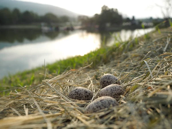 Huevos Aves Abandonados Heno Pájaro Pone Huevos Nido — Foto de Stock