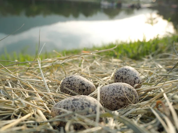 Neglected bird eggs on hay. The bird does not lay eggs in the nest.