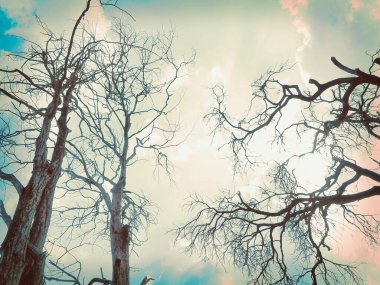 Gökyüzü olan yaşlı bir ağaç. kalıcı konsept.