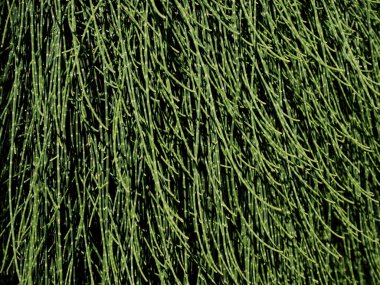 yeşil arka planda Casuarina eşdeğerliği L. 