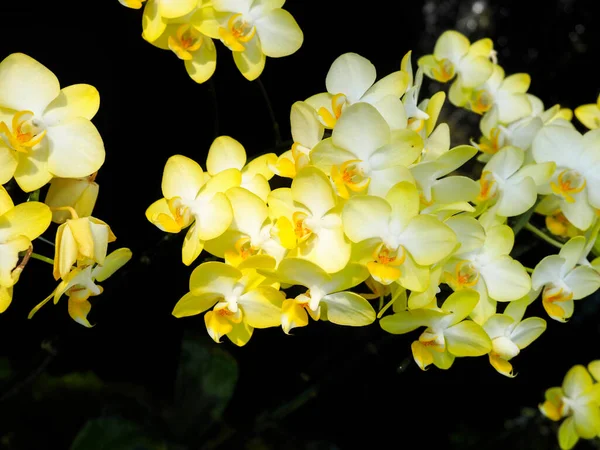 Hermosas Flores Orquídea Phalaenopsis Orquídea Amarilla Mezclada Blanca Polilla —  Fotos de Stock