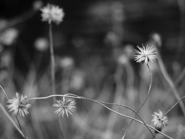 Vackra Blommor Värdelöst Koncept Vackra Gräsblommor Sommarkväll Svart Och Vitt — Stockfoto