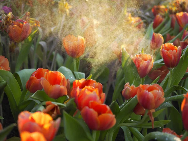 Twilight Sun Tulip Flowers Midst Water Droplets — Stock Photo, Image