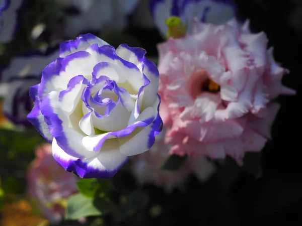Lisianthus Blomma Mild Ljus Trädgård Eustoma Vit Blomma Med Violett — Stockfoto