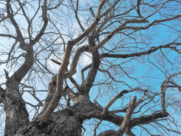 Copac Vechi Cer Conceptul Impermanent — Fotografie, imagine de stoc