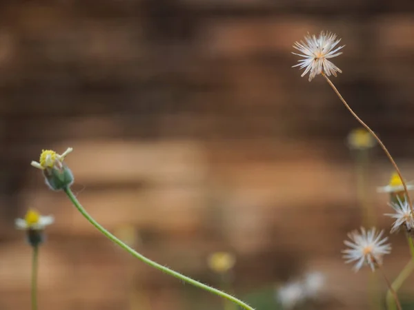 Vackra Blommor Värdelöst Koncept Vackra Gräsblommor Sommarkväll — Stockfoto