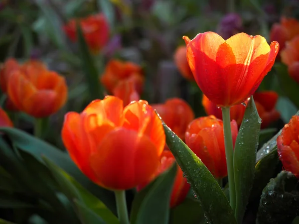 Twilight Sun Tulip Flowers Midst Water Droplets — Stock Photo, Image